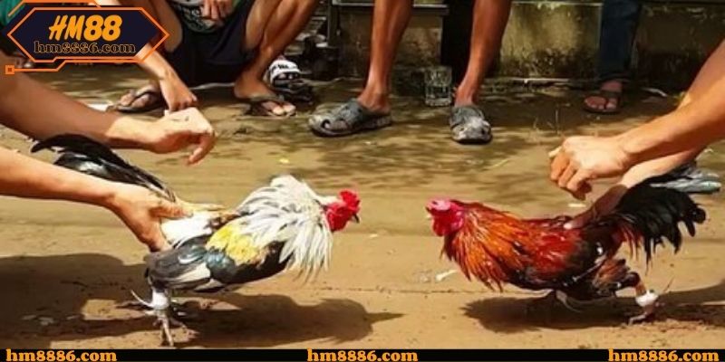 Nội dung hỗ trợ tạo thói quen theo dõi
